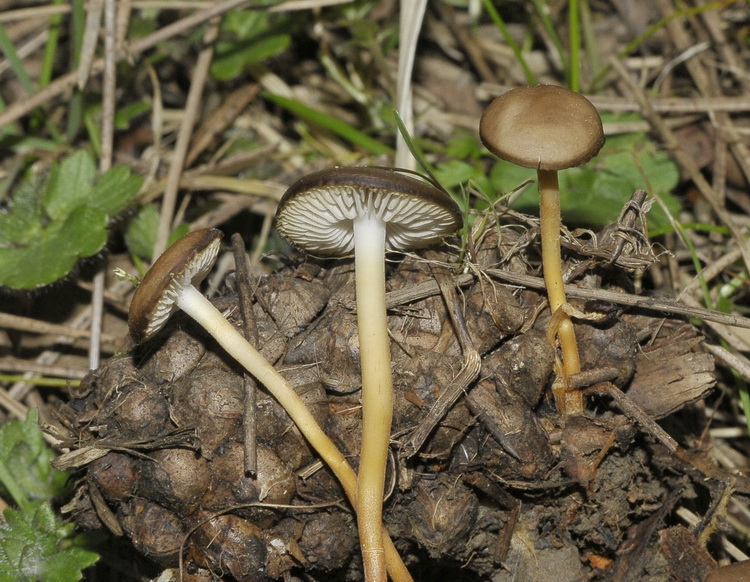 Quiz...foxiano di metà settimana!